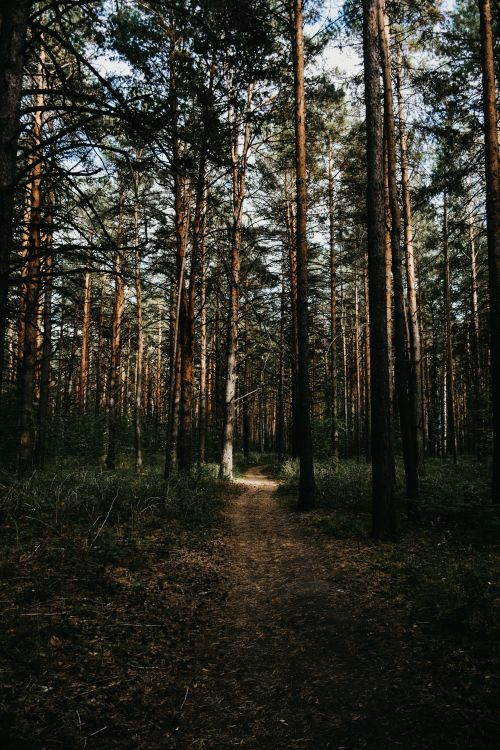 Free Peaceful forest path surrounded by tall pines in Tyumen, Russia, showcasing nature's beauty. Stock Photo
