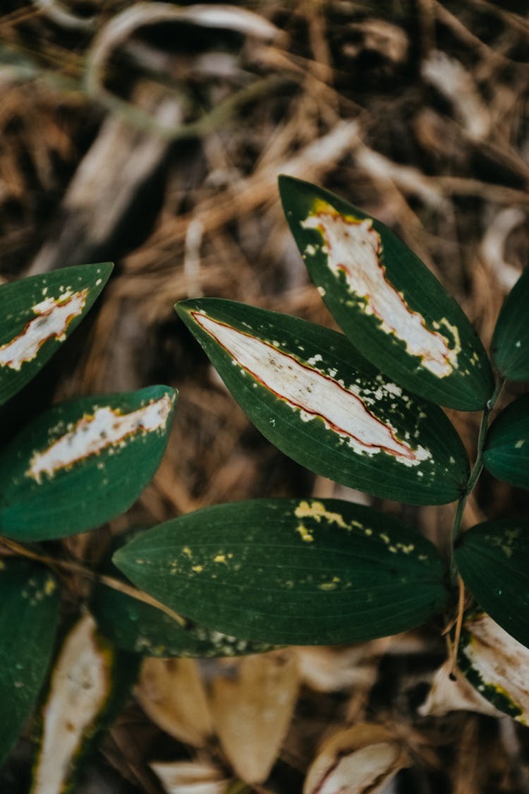 Close-up Of Leaves Destroyed By Pests 