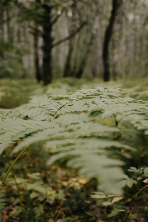 Free Vibrant green foliage in a serene forest captures nature's beauty and tranquility. Stock Photo