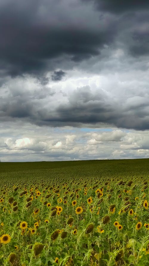 Fotos de stock gratuitas de campo de girasoles, melancólico, nubes grises