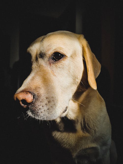 Δωρεάν στοκ φωτογραφιών με labrador, γκρο πλαν, κατακόρυφη λήψη