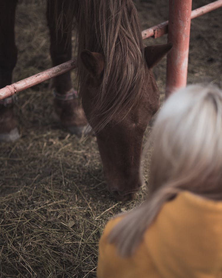 Photo Of A Horse