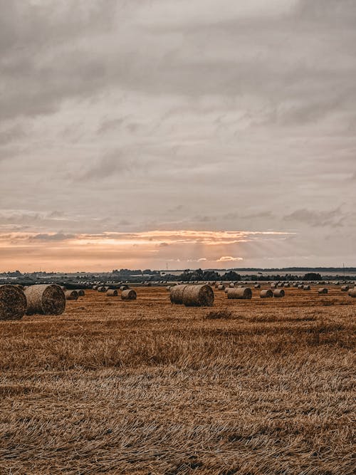 Free Bales of Hay in the Farm Field Stock Photo