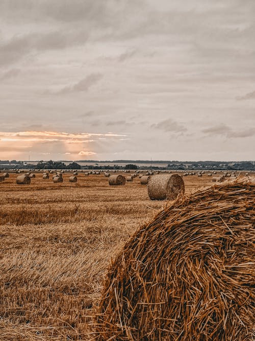 Free Bunch of Hay Bales on Hay Field Stock Photo