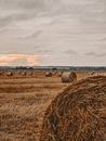 Free stock photo of agriculture, cereal, countryside