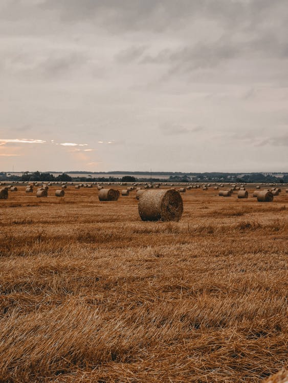 Foto profissional grátis de agricultura, área, capim