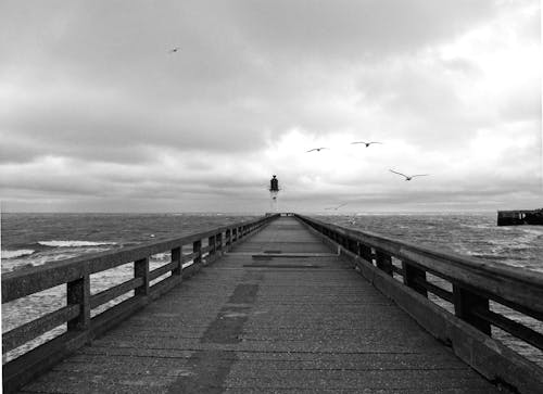 Photographie En Niveaux De Gris D'oiseaux Volant Au Dessus Du Quai