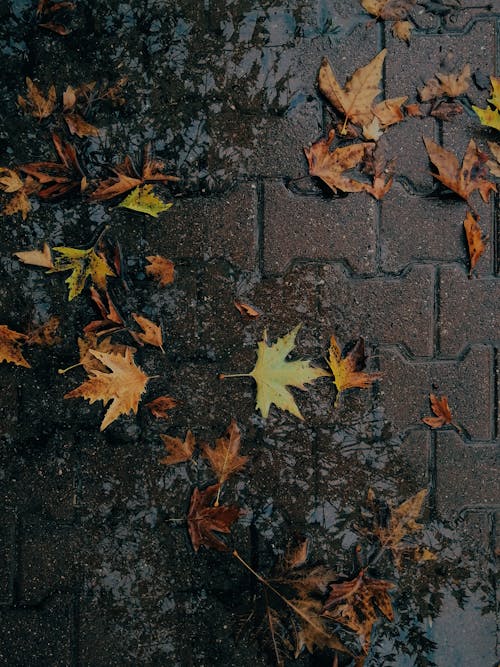 Základová fotografie zdarma na téma beton, dlažba, mokrý