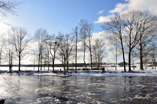 Bruine Boom Veel Op Witte Sneeuw