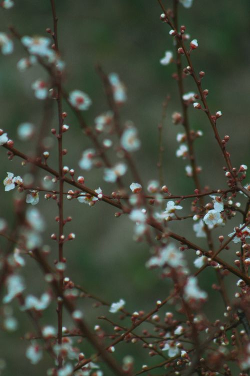 Free Vibrant white plum blossoms on branches signaling the arrival of spring. Stock Photo