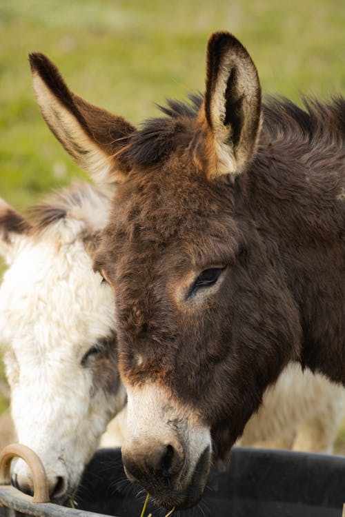 Selective Focus Photo of a Brown Donkey Eating