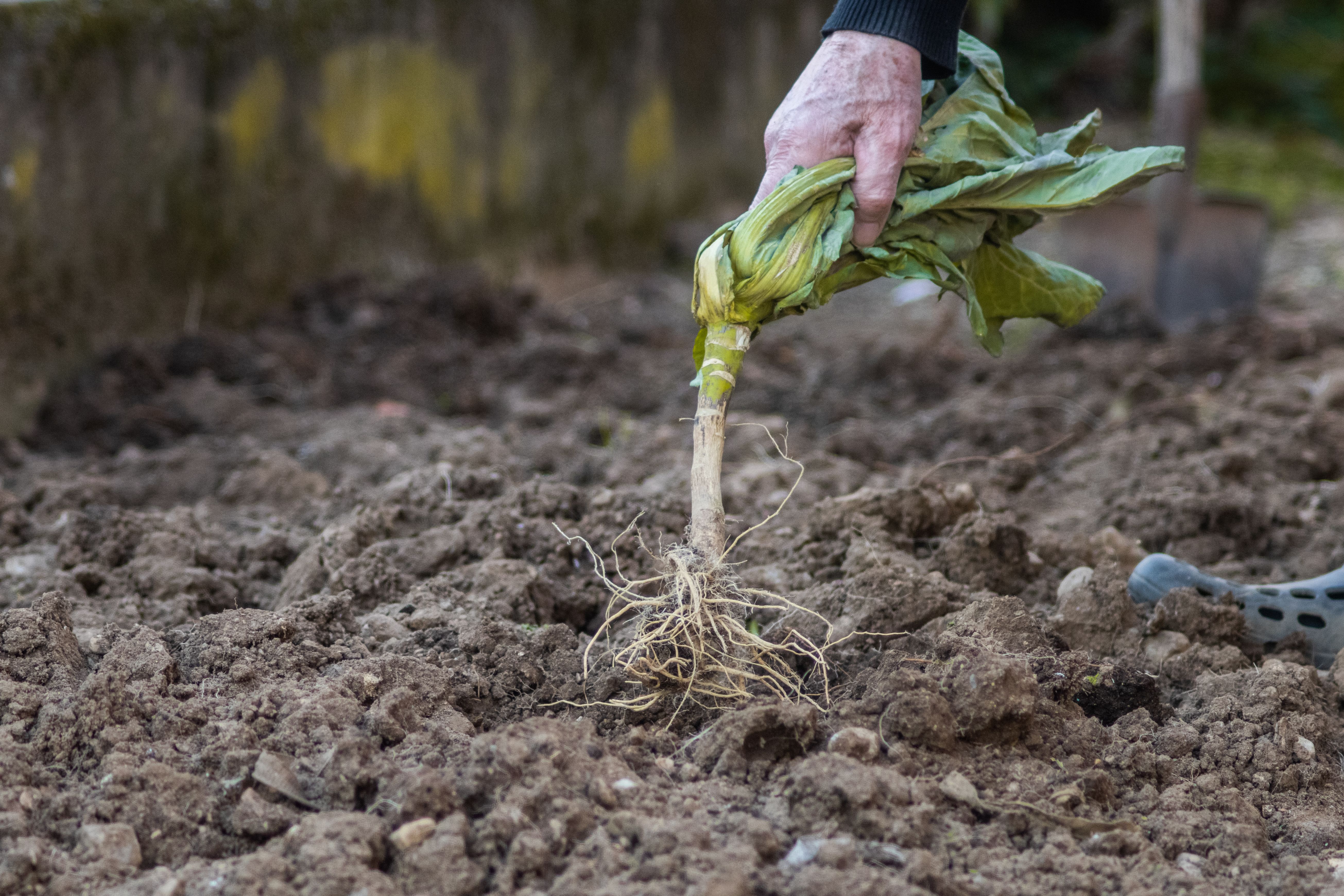 Comment concevoir un plan de rotation des cultures au potager