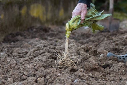 Immagine gratuita di avvicinamento, giardinaggio, impianto