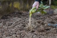 Person Holding Green Plant