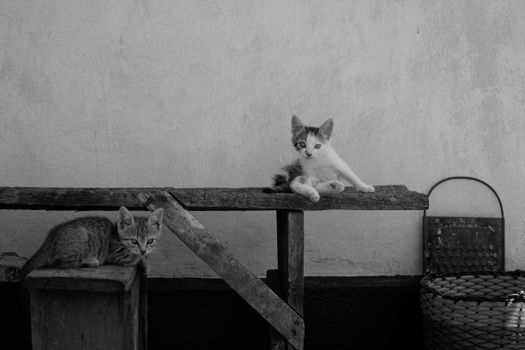 Two playful kittens lounging on a wooden bench in a monochrome setting.
