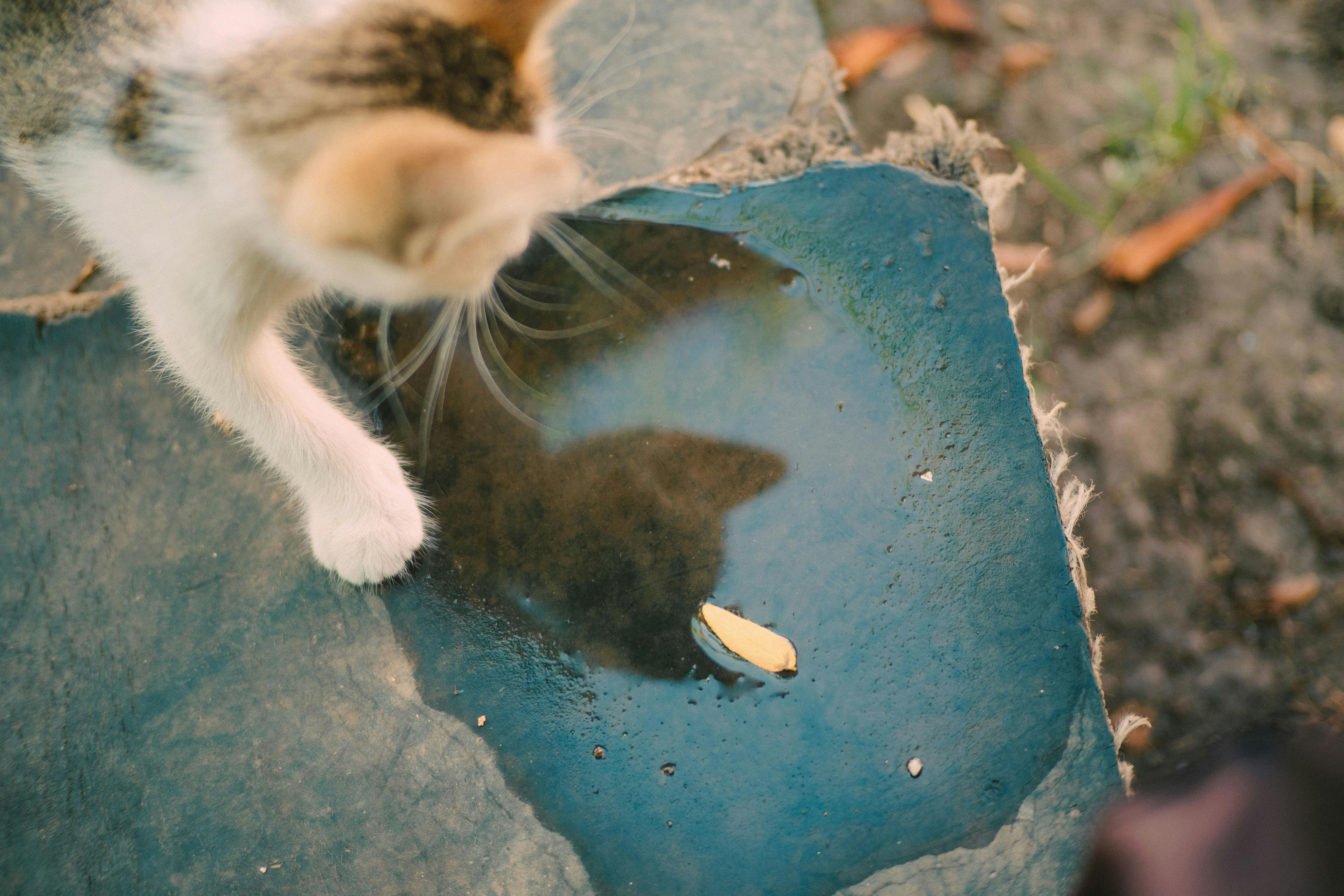 A curious kitten looks at its reflection in a puddle on stone outdoors.