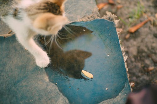 Kostenloses Stock Foto zu haustier, kätzchen, katze