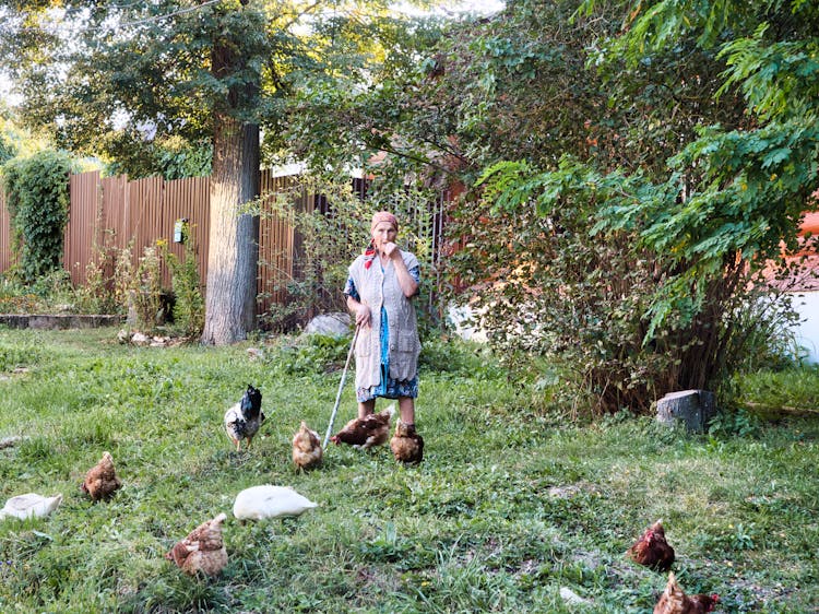 Woman Standing In The Backyard Grazing Chickens