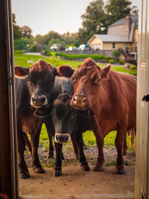 Free Herd of Cows near Green Grass Field Stock Photo