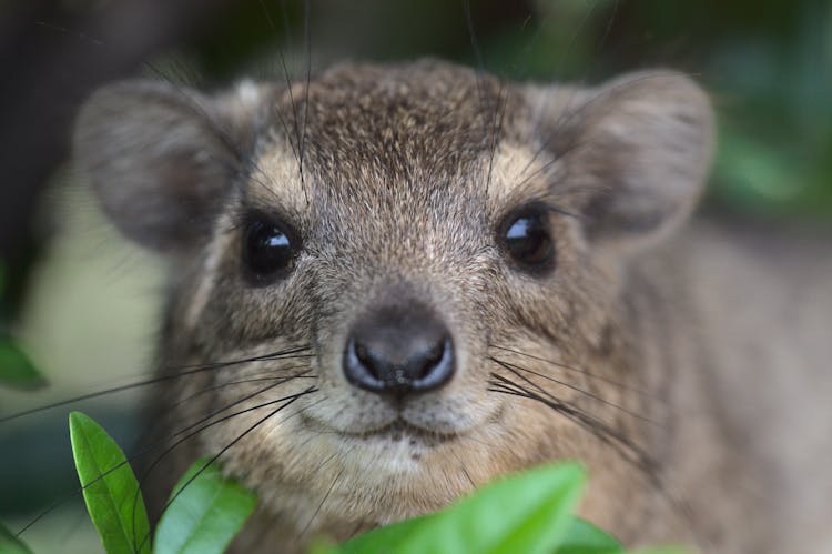 Close-up Photography Of A Bush Hyrax