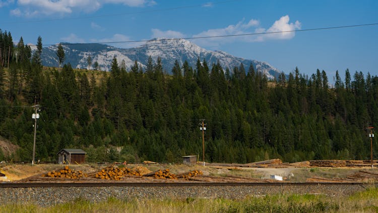 
Tree Logs In A Lumberyard