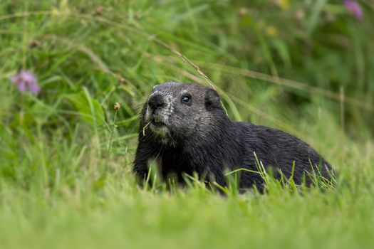 Close-up of a Vancouver Island marmot (Marmota vancouverensis) in lush green surroundings.