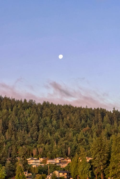 나무, 달, 수직 쐈어의 무료 스톡 사진