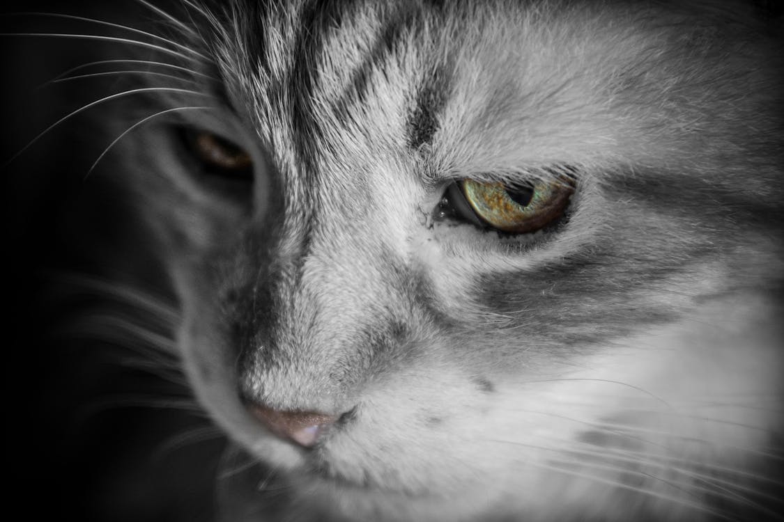 Free Silver Tabby Cat Stock Photo
