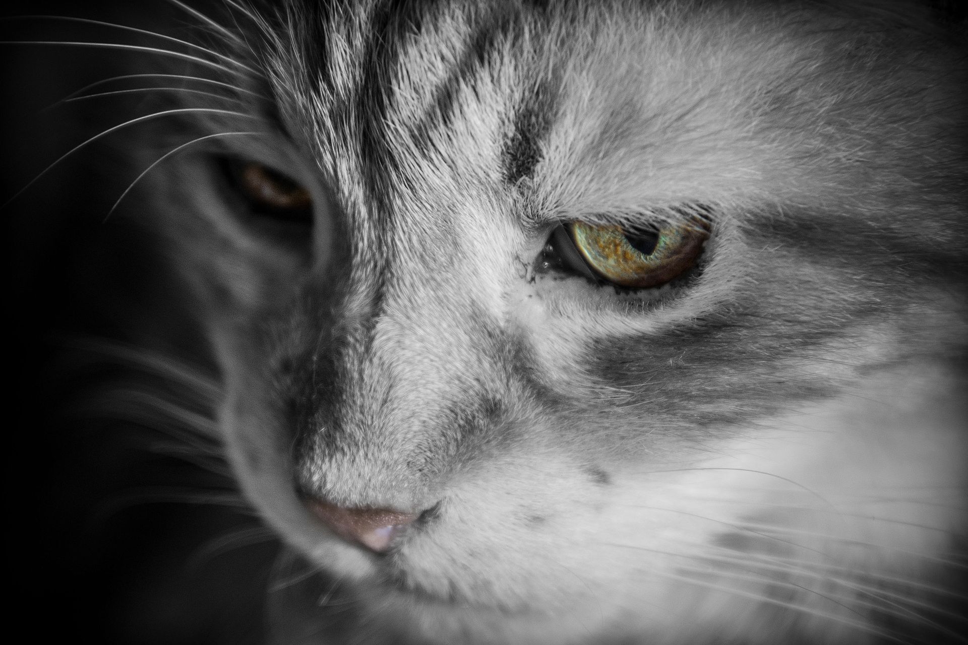 Silver Tabby Cat