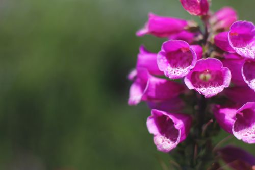Free Elegant foxglove flowers in full bloom showcasing their vibrant purple color against a natural green backdrop. Stock Photo