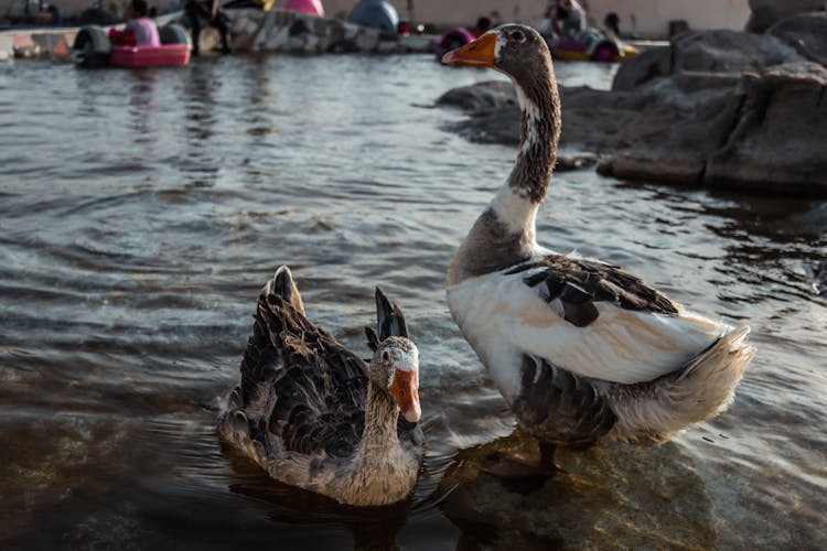 Ducks Standing On A Rock Formation In The Water