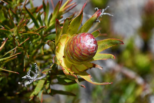 Free stock photo of beautiful nature, cape town, coloured