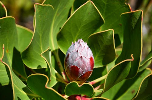 Free stock photo of beautiful nature, cape town, coloured