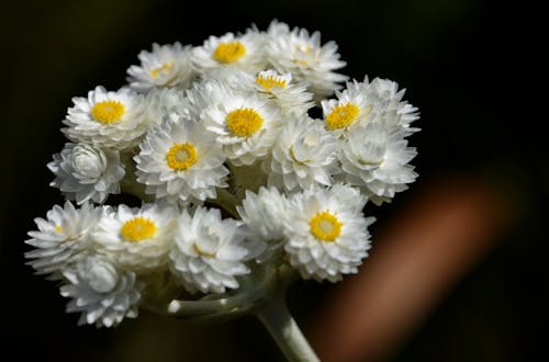 Kostenloses Stock Foto zu farbig, kapstadt, naturschutzgebiet