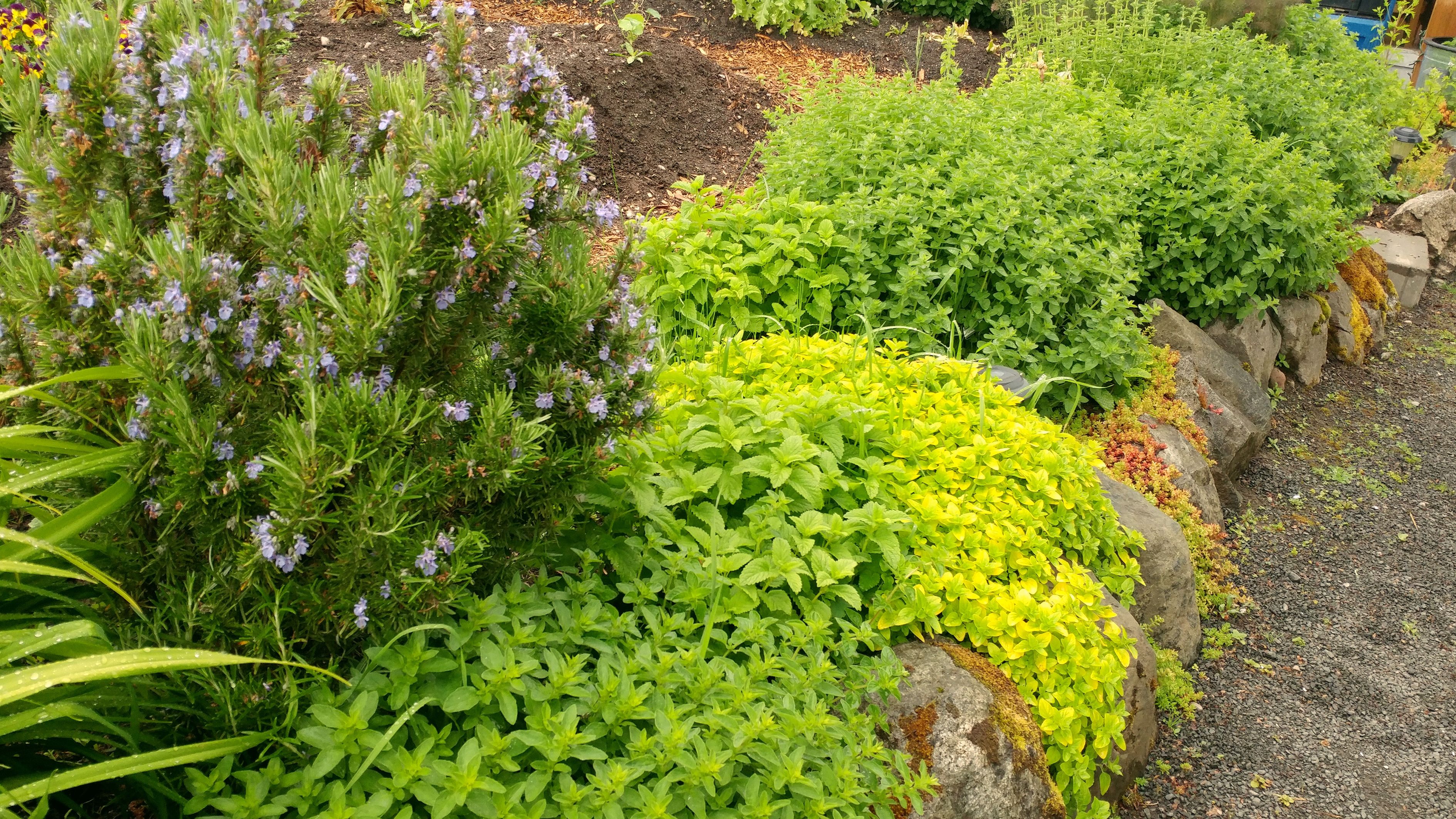 Free Stock Photo Of Garden Plant Gardens Herb Garden free-stock-photo-of-garden-plant-gardens-herb-garden
