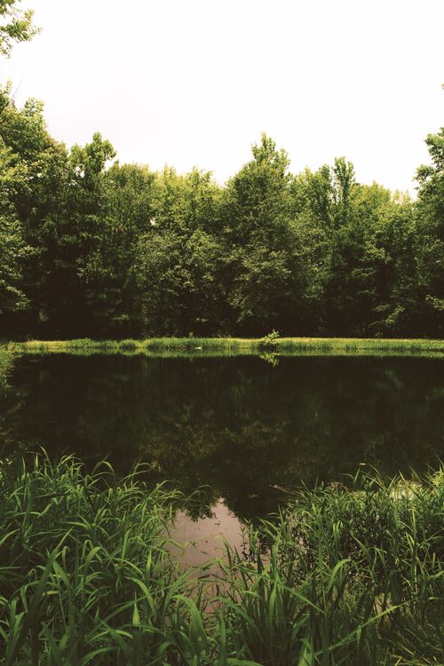 Free Discover tranquility with a serene forest pond surrounded by lush green trees, perfect for nature lovers. Stock Photo