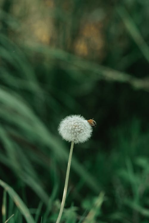 คลังภาพถ่ายฟรี ของ taraxacum, ดอกแดนดิไลออน, ต้นไม้