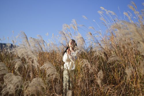 Free Serene scene of a woman standing amidst tall pampas grass in Atami, Japan, under a clear blue sky. Stock Photo