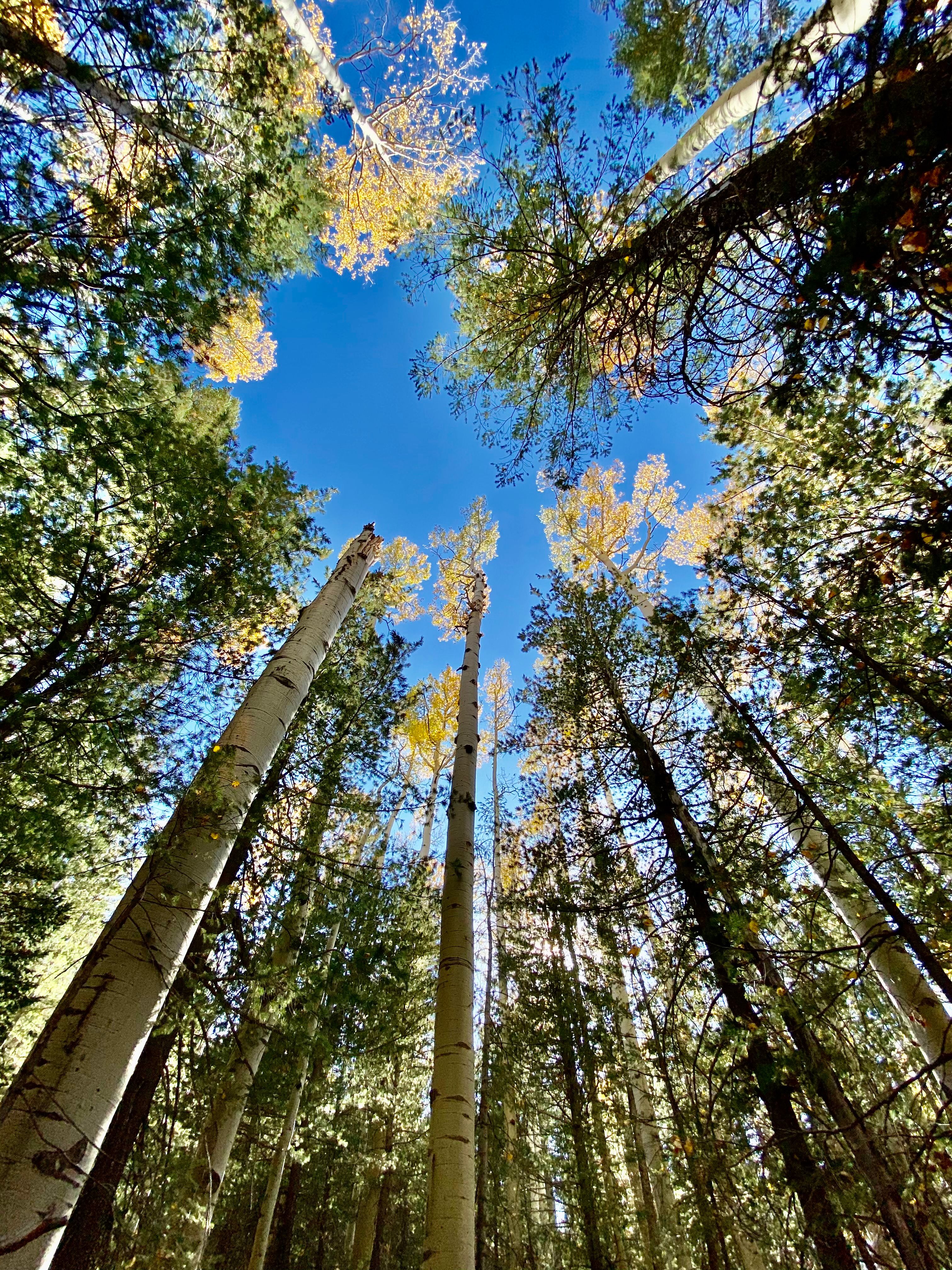 Low Angle Shot of Trees in the Forest · Free Stock Photo