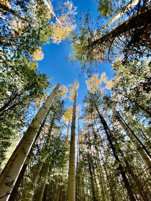 Free Low Angle Shot of Trees in the Forest  Stock Photo