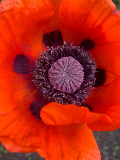 Free A stunning close-up of a vibrant red poppy flower showcasing intricate details and vivid colors. Stock Photo
