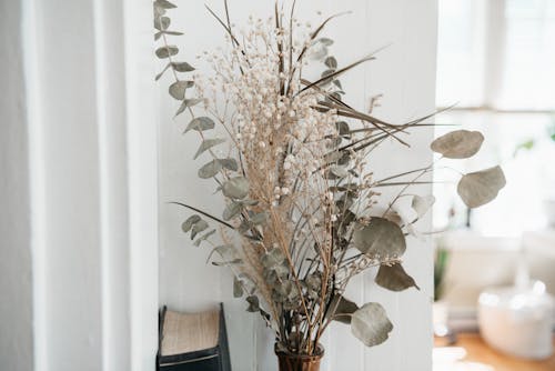 Gratis stockfoto met decoratie, eucalyptus, gedroogde planten