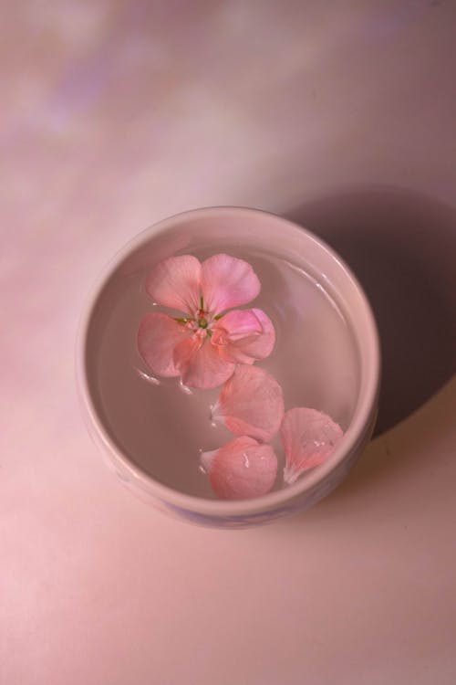 Immagine gratuita di acqua, ciotola, fiore