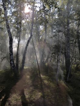 Misty sunbeams filtering through a serene birch forest, creating a tranquil natural scene.