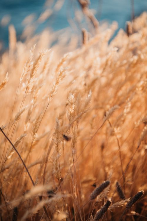 Free Close-up view of a golden wheat field swaying gently under the warm sunset light. Stock Photo