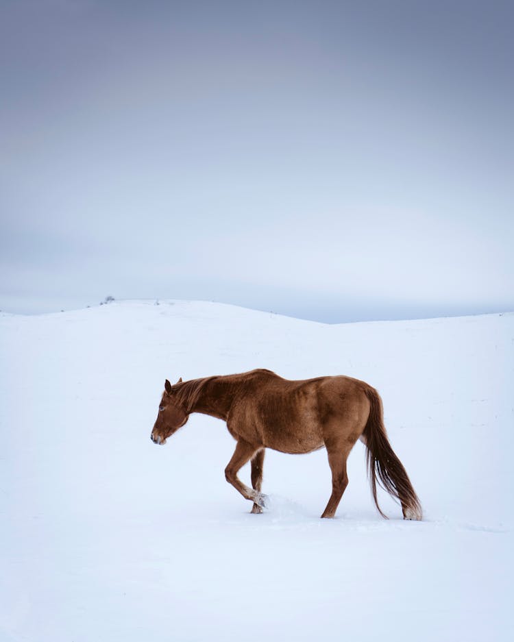 A Horse On The Snow 