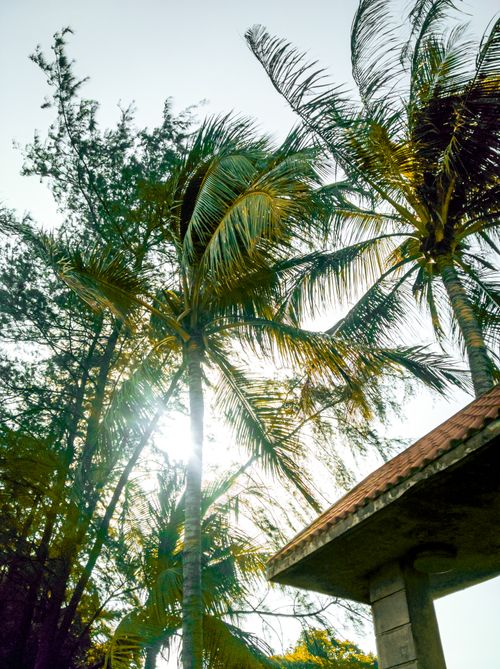 Free Sunlight filtering through tropical palm trees and a roof, creating a serene summer scene. Stock Photo