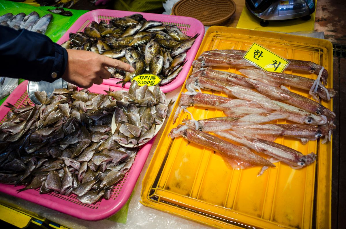 Fresh fish and squid on display at a Japanese coastal seafood market
