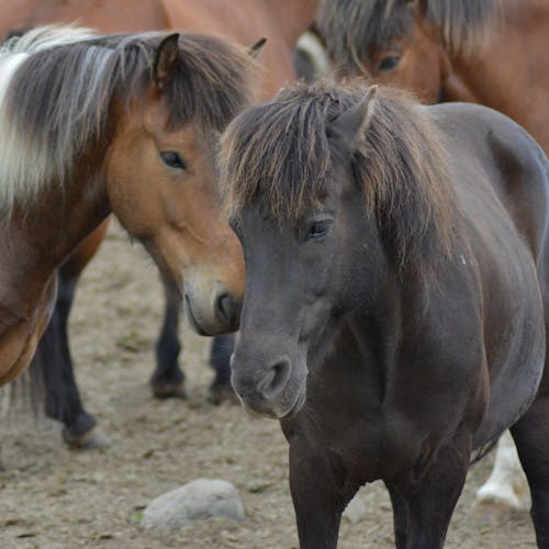 Close Up Photo of Horses