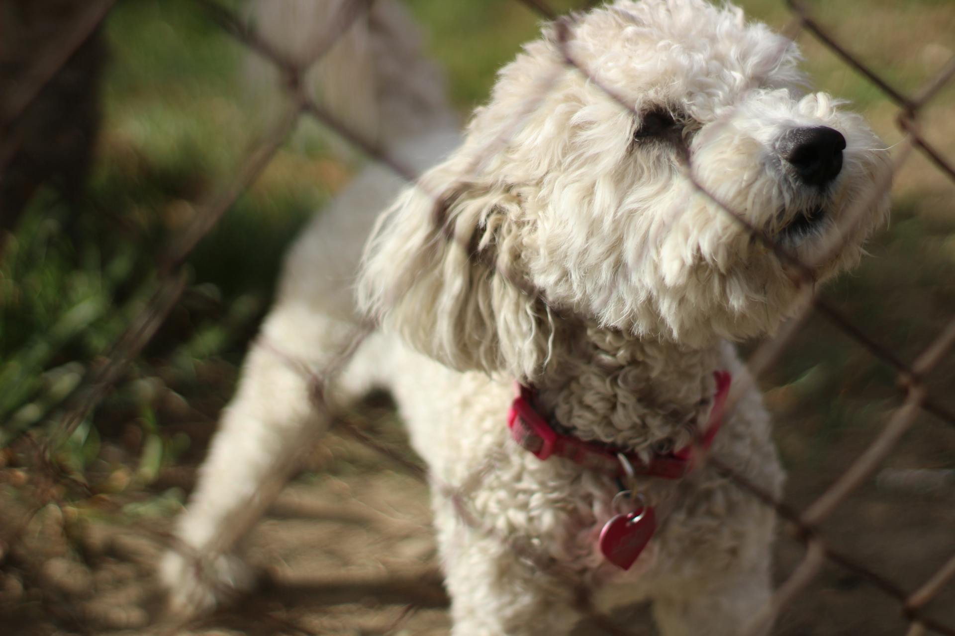 Selective Focus Photo of Adult White Toy Poodle in Front of Chain Link Fence